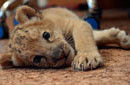 俄罗斯诞生世界首只“狮狮虎”