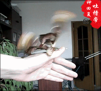 一周搞笑精选:女性28岁开始减肥最成功|囧哥说