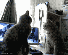 节操精选节操精选141231：百无聊赖的猫生啊！