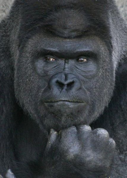 一只帅气的大猩猩让日本女孩都不淡定了