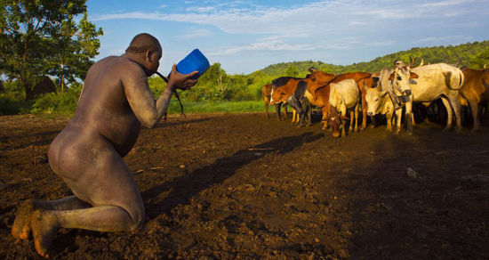 埃塞俄比亚部落以胖为美 男人喝牛血增肥