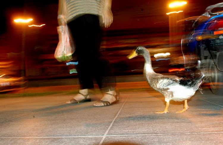 图文:郭奶奶带着宠物鸭子散步_新闻中心_新浪网