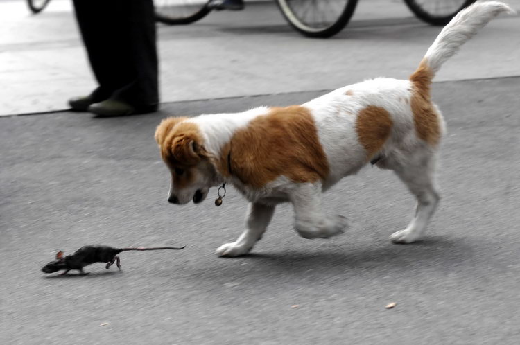图文:小狗追着老鼠跑