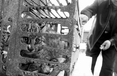 豹纹衣 这是两位热心市民花600元买回的豹猫,