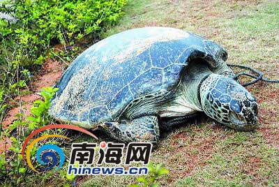 百斤海龟误闯海口西海岸遭勒脖致死(图)