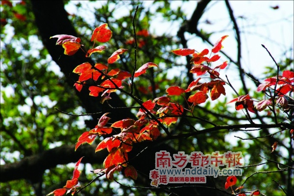 枫叶红似二月花