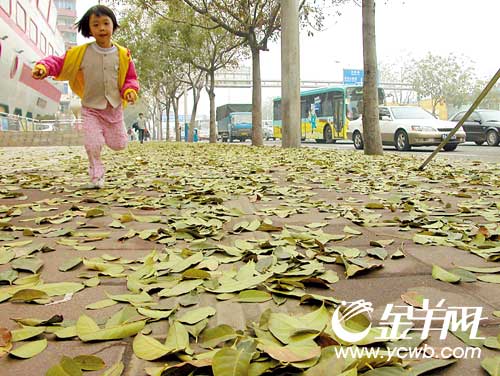 春天的落叶,秋天的感觉