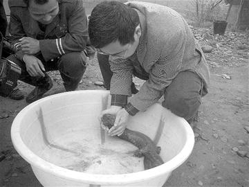 受伤娃娃鱼岷江边搁浅