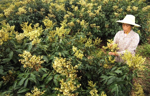 海南文昌市荔枝花进入绽放期