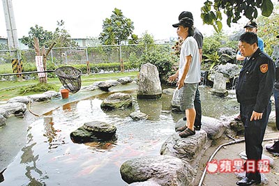 罕见!花莲一园区384尾锦鲤疑遭鱼精液闷死(组