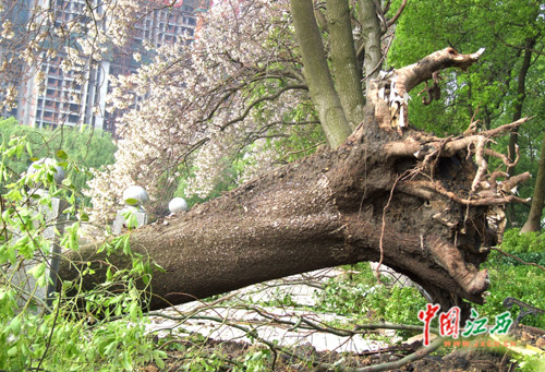 超强雷雨 南昌青山湖百棵大树被连根拔起(图)