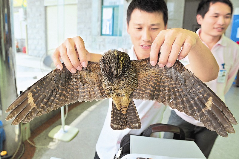 东渡黄金大厦:玻璃要了大鸟的命!_新闻中心_新浪网