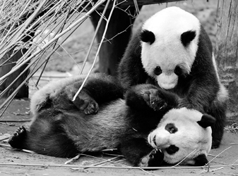 陈燮大熊猫"团团"和"圆圆"即将4岁.