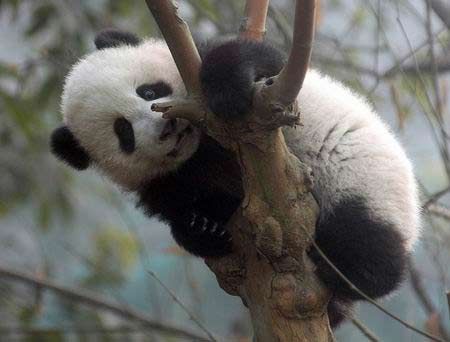全球变暖对大熊猫生活环境构成威胁