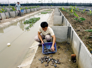 东莞市麻涌镇的一个蕉田养龟试验池近日投放
