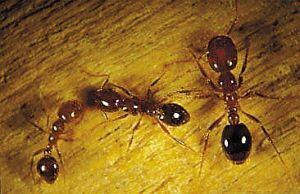 红火蚁入侵蜇人畜咬设施毁生态_新闻中心_新浪网