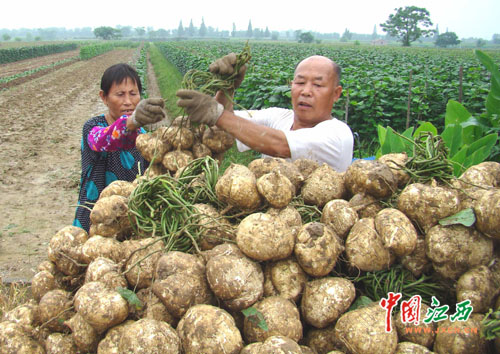 乐平灾后早熟地瓜助农增收(组图)