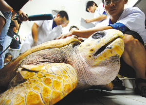 南京海底世界300岁的老寿星—蠵龟(xīguī,由于舌部长出恶性肿瘤