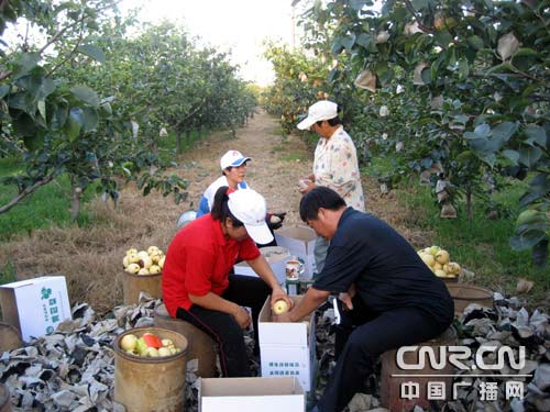 果树苗批发:绿色发展的春天