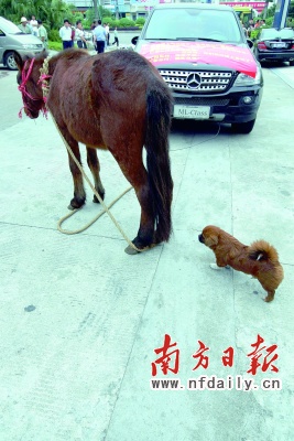 七月,广州大牛拖宝马昨天,东莞小马牵奔驰