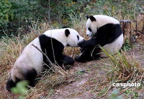 新闻资料:赠台大熊猫与珙桐树