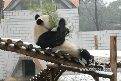 武汉动物园:河马泡温泉 大熊猫玩疯了
