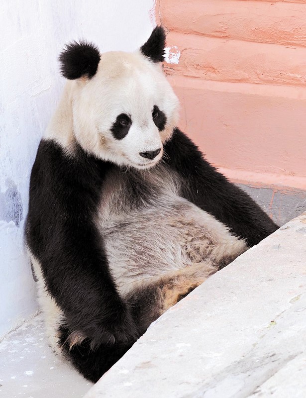 海沧野生动物园 补充营养 熊猫吃窝窝头