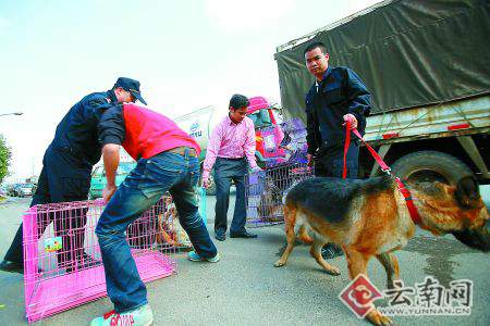 昆明城管28日牵头整治昆明园博路非法狗市