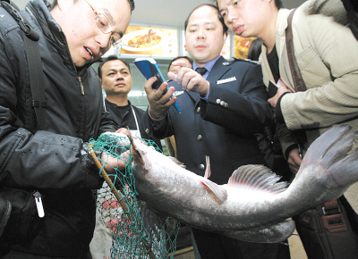 &ldquo;冒牌&rdquo;野生鱼充斥餐馆