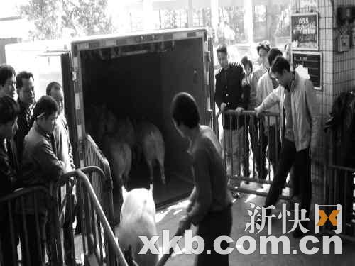 广州嘉禾畜禽市场检出90头含瘦肉精生猪
