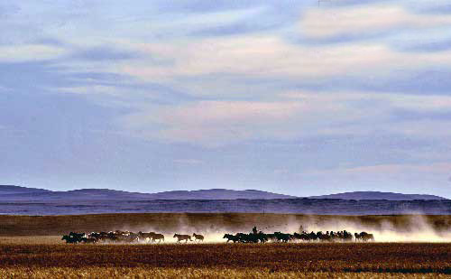 内蒙古加大畜牧业发展全区6亿亩草原实施禁牧