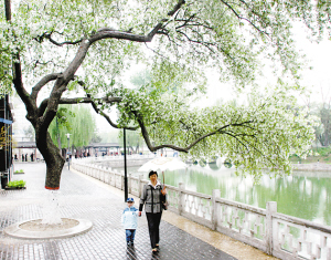 一场春雨浇落满天杨絮