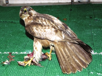 司机归途中救“拦路”大鸟_新闻中心_新浪网