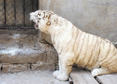 郑州市动物园请来两只小白虎