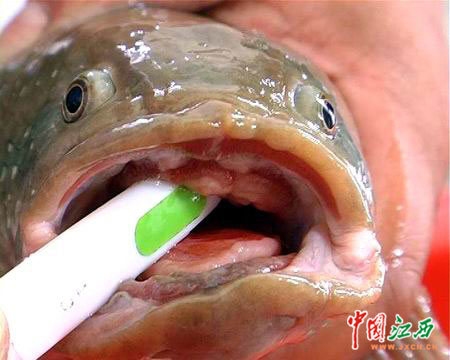撬开怪鱼的嘴巴,露出黄边红色的舌头和清晰可见的"牙床.