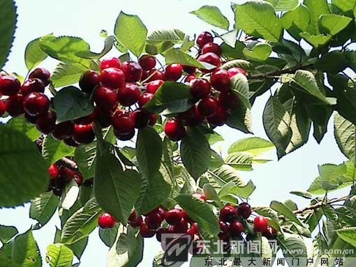 2009中国大连国际樱桃节邀您品尝“最甜的樱桃”_新闻中心_新浪网