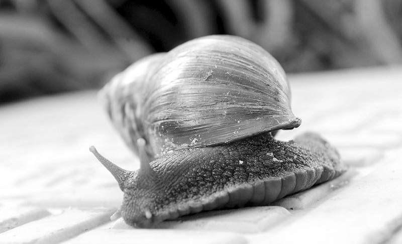 非洲大蜗牛入侵物种
