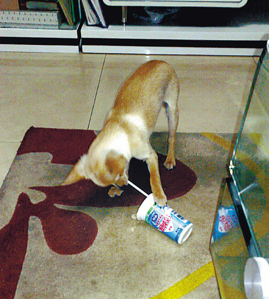 小狗喝酸奶