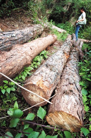 碧鸡镇千余云南松长虫被砍掉西山区林业局表示
