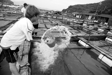 霞浦:大黄鱼白点病轮回暴发 大黄鱼