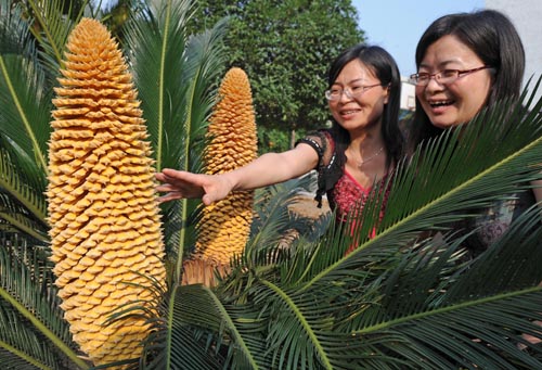 奇闻：宜都一株铁树开出四朵花蕊（组图）