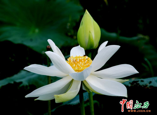 江西乐平：美不胜收的白莲花(组图)