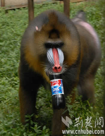 高温来袭 武汉动物园为动物降温有新招(图)