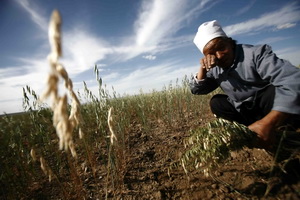 张家口489万亩农作物因旱绝收