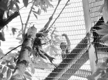 福州动物园:3只小猴 轮番越狱 小猴