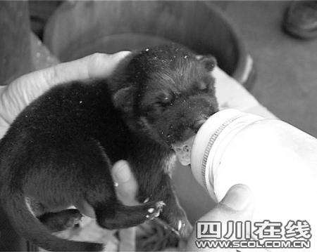 临产母狼遭追撵 留下4只小狼崽