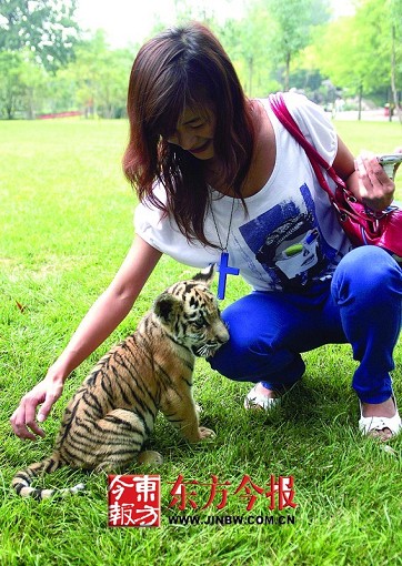郑州市动物园5只虎崽7只狮崽首次露脸儿