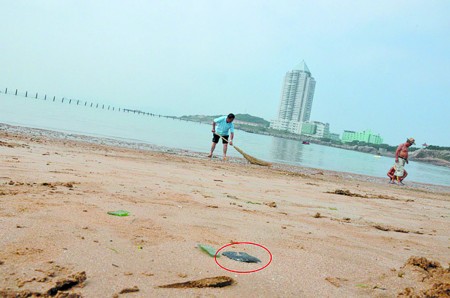 海水浴场沙滩现不明油污 最大油块有砖头大小,仨浴场目前已全部关闭