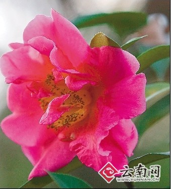 昆明市花·云南山茶花节 15金点子获奖