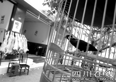 操椒盐普通话 这鹩哥看人说话